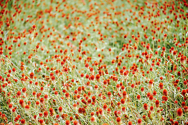 포토 JPG 주간 식물 꽃밭 자연 풍경 사람없음 야외 가을풍경 감성 경기도 한해살이풀 천일홍 나리공원 국내포토 양주시 자연요소 공원 꽃 컨셉 한국 생태계 파일형식 양주_한국 가을_계절