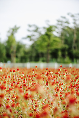 포토 JPG 주간 식물 꽃밭 자연 풍경 근접촬영 사람없음 야외 가을풍경 감성 경기도 한해살이풀 천일홍 나리공원 국내포토 양주시 자연요소 공원 꽃 뷰포인트 컨셉 한국 생태계 파일형식 양주_한국 가을_계절