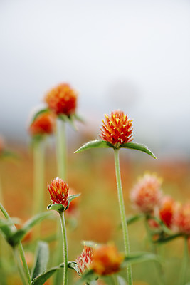 포토 자연요소 식물 공원 꽃 뷰포인트 컨셉 한국 촬영기법 풍경 생태계 경기도 파일형식 양주_한국 가을_계절 나리공원 한해살이풀 천일홍 꽃밭 자연 사람없음 가을풍경 감성 JPG 주간 야외 양주시 근접촬영 아웃포커스 국내포토