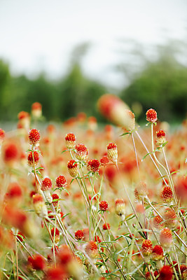 포토 JPG 주간 식물 꽃밭 자연 풍경 근접촬영 사람없음 야외 아웃포커스 가을풍경 감성 경기도 한해살이풀 천일홍 나리공원 국내포토 양주시 자연요소 공원 꽃 뷰포인트 컨셉 한국 촬영기법 생태계 파일형식 양주_한국 가을_계절
