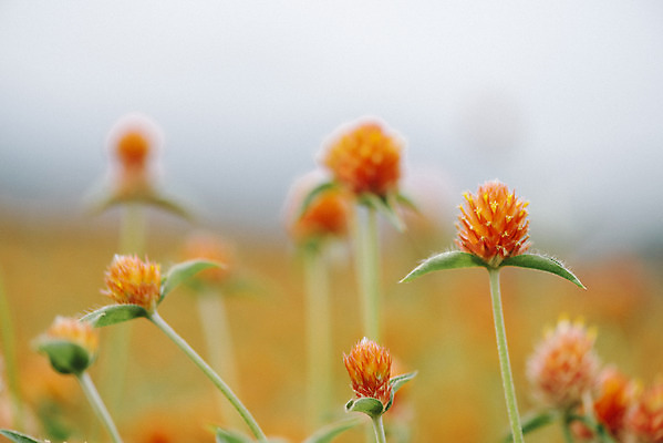포토 JPG 주간 식물 꽃밭 자연 풍경 근접촬영 사람없음 야외 아웃포커스 가을풍경 감성 경기도 한해살이풀 천일홍 나리공원 국내포토 양주시 자연요소 공원 꽃 뷰포인트 컨셉 한국 촬영기법 생태계 파일형식 양주_한국 가을_계절