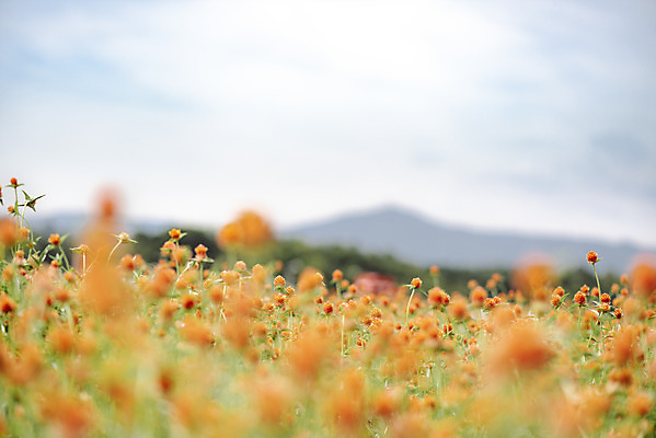 포토 JPG 주간 식물 꽃밭 자연 풍경 근접촬영 사람없음 야외 아웃포커스 가을풍경 감성 경기도 한해살이풀 천일홍 나리공원 국내포토 양주시 자연요소 공원 꽃 뷰포인트 컨셉 한국 촬영기법 생태계 파일형식 양주_한국 가을_계절