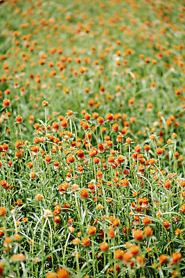 포토 JPG 주간 식물 꽃밭 자연 풍경 사람없음 야외 가을풍경 감성 경기도 한해살이풀 천일홍 나리공원 국내포토 양주시 자연요소 공원 꽃 컨셉 한국 생태계 파일형식 양주_한국 가을_계절