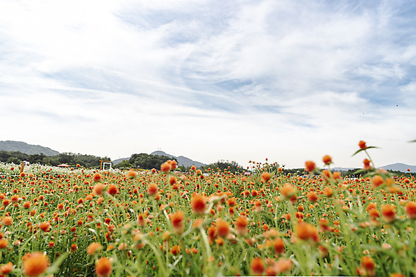 포토 JPG 주간 식물 꽃밭 자연 하늘 풍경 사람없음 야외 가을풍경 감성 경기도 한해살이풀 천일홍 나리공원 국내포토 양주시 자연요소 공원 꽃 컨셉 한국 생태계 파일형식 양주_한국 가을_계절