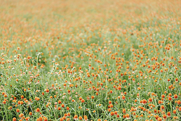포토 JPG 주간 식물 꽃밭 자연 풍경 사람없음 야외 가을풍경 감성 경기도 한해살이풀 천일홍 나리공원 국내포토 양주시 자연요소 공원 꽃 컨셉 한국 생태계 파일형식 양주_한국 가을_계절