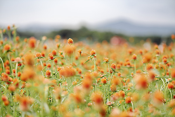포토 JPG 주간 식물 꽃밭 자연 풍경 근접촬영 사람없음 야외 아웃포커스 가을풍경 감성 경기도 한해살이풀 천일홍 나리공원 국내포토 양주시 자연요소 공원 꽃 뷰포인트 컨셉 한국 촬영기법 생태계 파일형식 양주_한국 가을_계절