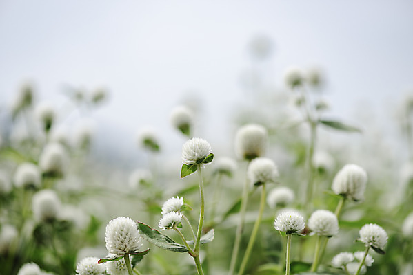 포토 JPG 주간 식물 꽃밭 자연 풍경 근접촬영 사람없음 야외 아웃포커스 가을풍경 감성 경기도 한해살이풀 천일홍 나리공원 국내포토 양주시 자연요소 공원 꽃 뷰포인트 컨셉 한국 촬영기법 생태계 파일형식 양주_한국 가을_계절