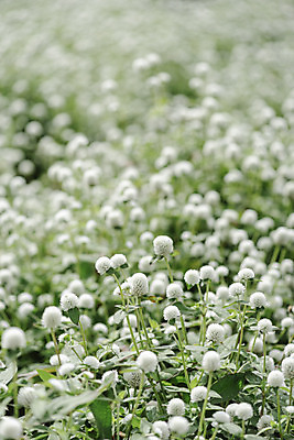 포토 JPG 주간 식물 꽃밭 자연 풍경 근접촬영 사람없음 야외 가을풍경 감성 경기도 한해살이풀 천일홍 나리공원 국내포토 양주시 자연요소 공원 꽃 뷰포인트 컨셉 한국 생태계 파일형식 양주_한국 가을_계절