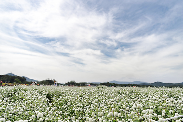 포토 JPG 주간 식물 꽃밭 자연 하늘 풍경 사람없음 야외 가을풍경 감성 경기도 한해살이풀 천일홍 나리공원 국내포토 양주시 자연요소 공원 꽃 컨셉 한국 생태계 파일형식 양주_한국 가을_계절