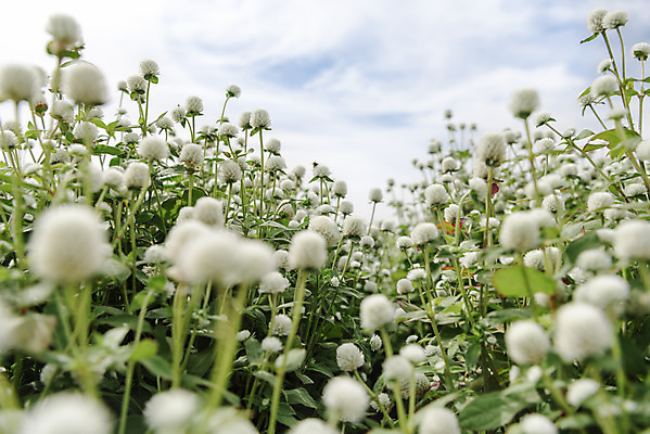 포토 JPG 주간 식물 꽃밭 자연 풍경 근접촬영 사람없음 야외 아웃포커스 가을풍경 감성 경기도 한해살이풀 천일홍 나리공원 국내포토 양주시 자연요소 공원 꽃 뷰포인트 컨셉 한국 촬영기법 생태계 파일형식 양주_한국 가을_계절