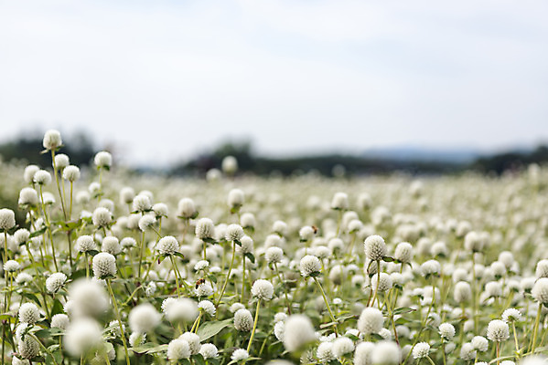 포토 JPG 주간 식물 꽃밭 자연 풍경 근접촬영 사람없음 야외 아웃포커스 가을풍경 감성 경기도 한해살이풀 천일홍 나리공원 국내포토 양주시 자연요소 공원 꽃 뷰포인트 컨셉 한국 촬영기법 생태계 파일형식 양주_한국 가을_계절