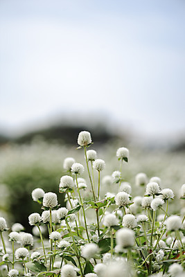포토 JPG 주간 식물 꽃밭 자연 풍경 근접촬영 사람없음 야외 아웃포커스 가을풍경 감성 경기도 한해살이풀 천일홍 나리공원 국내포토 양주시 자연요소 공원 꽃 뷰포인트 컨셉 한국 촬영기법 생태계 파일형식 양주_한국 가을_계절