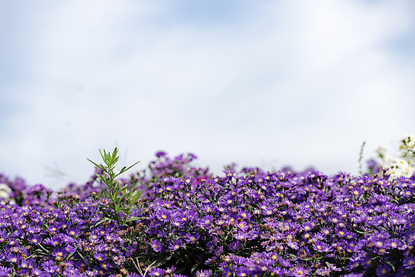 포토 JPG 주간 식물 꽃밭 자연 하늘 국화 풍경 근접촬영 사람없음 야외 가을풍경 감성 경기도 나리공원 국내포토 양주시 자연요소 공원 꽃 뷰포인트 컨셉 한국 생태계 파일형식 양주_한국 가을_계절