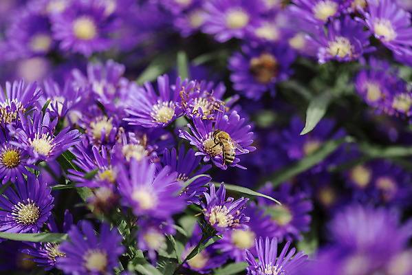 포토 JPG 주간 식물 한마리 곤충 꽃밭 자연 국화 풍경 근접촬영 사람없음 야외 가을풍경 벌 감성 경기도 나리공원 국내포토 양주시 자연요소 동물 1 공원 꽃 뷰포인트 컨셉 한국 생태계 파일형식 양주_한국 가을_계절
