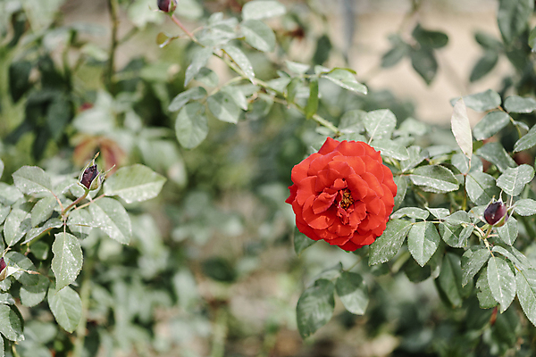 포토 JPG 주간 꽃밭 자연 풍경 근접촬영 사람없음 야외 아웃포커스 장미 가을풍경 가시 감성 경기도 나리공원 쌍떡잎식물 국내포토 양주시 자연요소 식물 공원 꽃 뷰포인트 컨셉 한국 촬영기법 생태계 파일형식 양주_한국 가을_계절