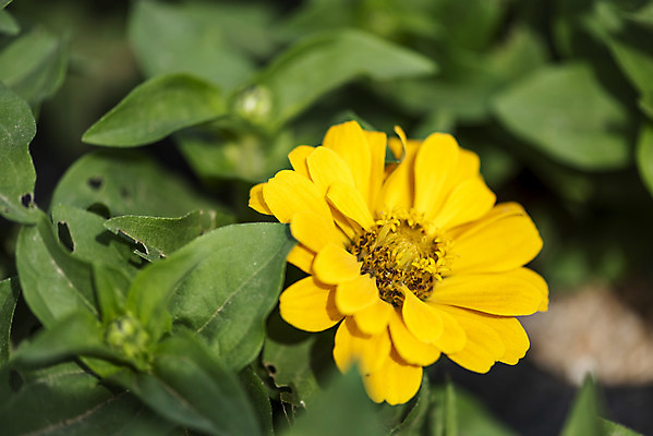포토 JPG 주간 식물 꽃밭 자연 풍경 근접촬영 사람없음 야외 아웃포커스 가을풍경 감성 경기도 백일홍 한해살이풀 나리공원 쌍떡잎식물 국내포토 양주시 자연요소 공원 꽃 뷰포인트 컨셉 한국 촬영기법 생태계 파일형식 양주_한국 가을_계절