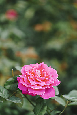 포토 JPG 주간 꽃밭 자연 풍경 근접촬영 사람없음 야외 아웃포커스 장미 가을풍경 가시 감성 경기도 나리공원 쌍떡잎식물 국내포토 양주시 자연요소 식물 공원 꽃 뷰포인트 컨셉 한국 촬영기법 생태계 파일형식 양주_한국 가을_계절