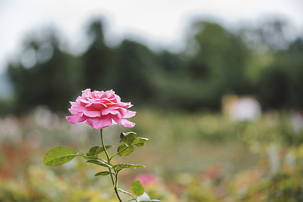 포토 JPG 주간 꽃밭 자연 풍경 근접촬영 사람없음 야외 아웃포커스 장미 가을풍경 가시 감성 경기도 나리공원 쌍떡잎식물 국내포토 양주시 자연요소 식물 공원 꽃 뷰포인트 컨셉 한국 촬영기법 생태계 파일형식 양주_한국 가을_계절