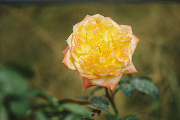 포토 JPG 주간 꽃밭 자연 풍경 근접촬영 사람없음 야외 아웃포커스 장미 가을풍경 가시 감성 경기도 나리공원 쌍떡잎식물 국내포토 양주시 자연요소 식물 공원 꽃 뷰포인트 컨셉 한국 촬영기법 생태계 파일형식 양주_한국 가을_계절