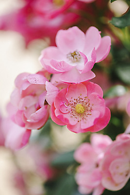 포토 JPG 주간 꽃밭 자연 풍경 근접촬영 사람없음 야외 아웃포커스 장미 가을풍경 가시 감성 경기도 나리공원 쌍떡잎식물 찔레장미 국내포토 양주시 자연요소 식물 공원 꽃 뷰포인트 컨셉 한국 촬영기법 생태계 파일형식 양주_한국 가을_계절