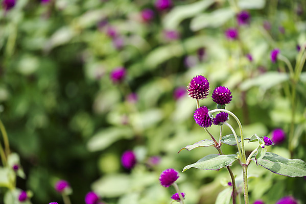 포토 JPG 주간 식물 꽃밭 자연 풍경 근접촬영 사람없음 야외 아웃포커스 가을풍경 감성 경기도 한해살이풀 천일홍 나리공원 국내포토 양주시 자연요소 공원 꽃 뷰포인트 컨셉 한국 촬영기법 생태계 파일형식 양주_한국 가을_계절
