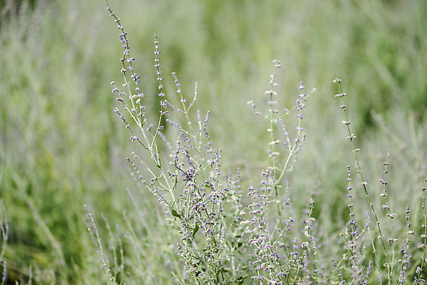 포토 자연요소 식물 공원 꽃 뷰포인트 컨셉 한국 촬영기법 풍경 생태계 경기도 파일형식 양주_한국 가을_계절 러시안세이지 나리공원 자연 사람없음 가을풍경 허브 감성 JPG 주간 야외 양주시 근접촬영 아웃포커스 국내포토