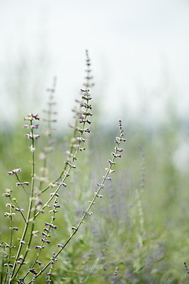 포토 JPG 주간 자연 풍경 근접촬영 사람없음 야외 아웃포커스 가을풍경 허브 감성 경기도 나리공원 러시안세이지 국내포토 양주시 자연요소 식물 공원 꽃 뷰포인트 컨셉 한국 촬영기법 생태계 파일형식 양주_한국 가을_계절