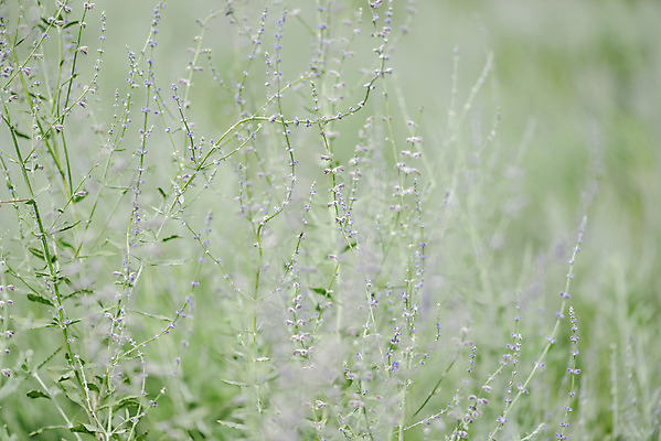 포토 JPG 주간 자연 풍경 근접촬영 사람없음 야외 아웃포커스 가을풍경 허브 감성 경기도 나리공원 러시안세이지 국내포토 양주시 자연요소 식물 공원 꽃 뷰포인트 컨셉 한국 촬영기법 생태계 파일형식 양주_한국 가을_계절