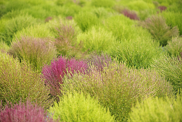 포토 자연요소 식물 공원 뷰포인트 컨셉 한국 풍경 생태계 경기도 파일형식 양주_한국 가을_계절 쌍떡잎식물 댑싸리 나리공원 사람없음 가을풍경 감성 다엽 자연 JPG 주간 야외 양주시 근접촬영 국내포토