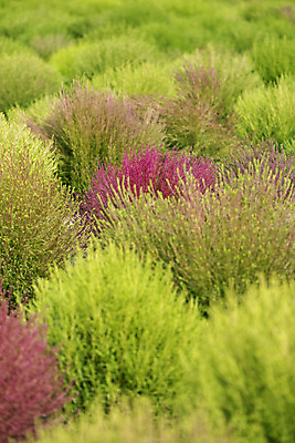 포토 JPG 주간 식물 자연 풍경 근접촬영 사람없음 야외 가을풍경 감성 경기도 다엽 댑싸리 나리공원 쌍떡잎식물 국내포토 양주시 자연요소 공원 뷰포인트 컨셉 한국 생태계 파일형식 양주_한국 가을_계절