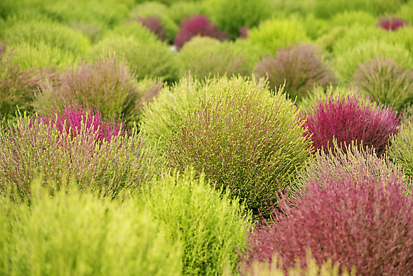 포토 JPG 주간 식물 자연 풍경 근접촬영 사람없음 야외 가을풍경 감성 경기도 다엽 댑싸리 나리공원 쌍떡잎식물 국내포토 양주시 자연요소 공원 뷰포인트 컨셉 한국 생태계 파일형식 양주_한국 가을_계절