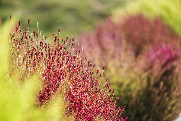 포토 JPG 주간 식물 자연 풍경 근접촬영 사람없음 야외 가을풍경 감성 경기도 다엽 댑싸리 나리공원 쌍떡잎식물 국내포토 양주시 자연요소 공원 뷰포인트 컨셉 한국 생태계 파일형식 양주_한국 가을_계절