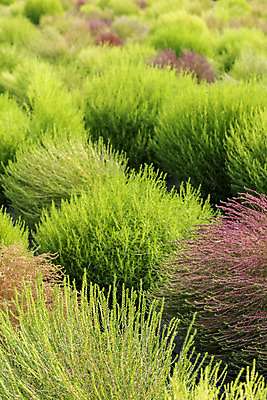 포토 JPG 주간 식물 자연 풍경 근접촬영 사람없음 야외 가을풍경 감성 경기도 다엽 댑싸리 나리공원 쌍떡잎식물 국내포토 양주시 자연요소 공원 뷰포인트 컨셉 한국 생태계 파일형식 양주_한국 가을_계절