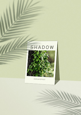 PSD 편집 편집이미지 벽 백그라운드 잎 그림자 사람없음 연두색 빛 공백 야자수잎 카피스페이스 이미지편집 식물 초록색 파일형식