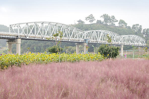 포토 JPG 주간 여유 여행 꽃밭 자연 해바라기 풍경 사람없음 야외 가을풍경 가을 감성 논산 핑크뮬리 국내포토 자연요소 식물 계절 꽃 감정 컨셉 충청남도 생태계 파일형식 가을_계절