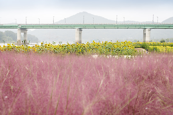 포토 JPG 주간 여유 여행 꽃밭 자연 해바라기 풍경 사람없음 야외 가을풍경 가을 감성 논산 핑크뮬리 국내포토 자연요소 식물 계절 꽃 감정 컨셉 충청남도 생태계 파일형식 가을_계절