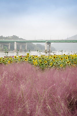 포토 JPG 주간 여유 여행 꽃밭 자연 해바라기 풍경 사람없음 야외 가을풍경 가을 감성 논산 핑크뮬리 국내포토 자연요소 식물 계절 꽃 감정 컨셉 충청남도 생태계 파일형식 가을_계절