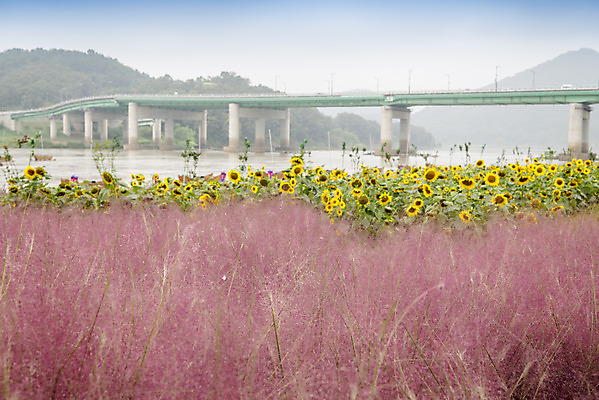 포토 JPG 주간 여유 여행 꽃밭 자연 해바라기 풍경 사람없음 야외 가을풍경 가을 감성 논산 핑크뮬리 국내포토 자연요소 식물 계절 꽃 감정 컨셉 충청남도 생태계 파일형식 가을_계절