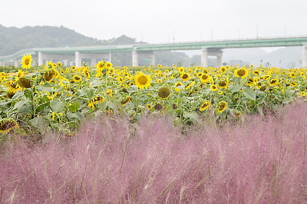 포토 JPG 주간 여유 여행 꽃밭 자연 해바라기 풍경 사람없음 야외 가을풍경 가을 감성 논산 핑크뮬리 국내포토 자연요소 식물 계절 꽃 감정 컨셉 충청남도 생태계 파일형식 가을_계절