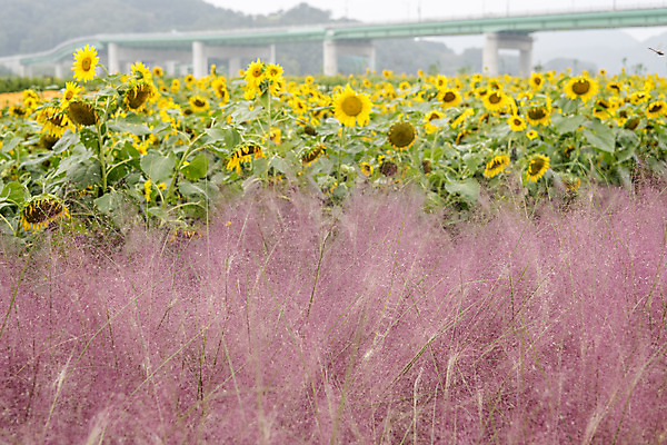 포토 JPG 주간 여유 여행 꽃밭 자연 해바라기 풍경 사람없음 야외 가을풍경 가을 감성 논산 핑크뮬리 국내포토 자연요소 식물 계절 꽃 감정 컨셉 충청남도 생태계 파일형식 가을_계절