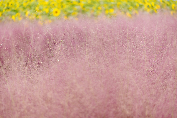 포토 JPG 주간 여유 여행 꽃밭 자연 해바라기 풍경 사람없음 야외 가을풍경 가을 감성 논산 핑크뮬리 국내포토 자연요소 식물 계절 꽃 감정 컨셉 충청남도 생태계 파일형식 가을_계절