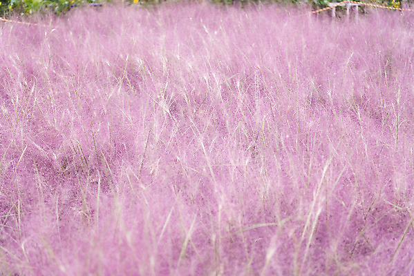 포토 JPG 주간 여유 여행 꽃밭 자연 풍경 사람없음 야외 가을풍경 가을 감성 논산 핑크뮬리 국내포토 자연요소 식물 계절 꽃 감정 컨셉 충청남도 생태계 파일형식 가을_계절