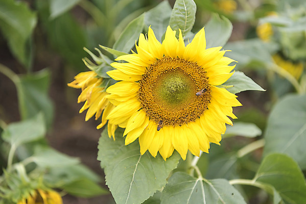 포토 JPG 주간 여유 여행 꽃밭 자연 풍경 사람없음 야외 가을풍경 가을 감성 논산 핑크뮬리 국내포토 자연요소 식물 계절 꽃 감정 컨셉 충청남도 생태계 파일형식 가을_계절