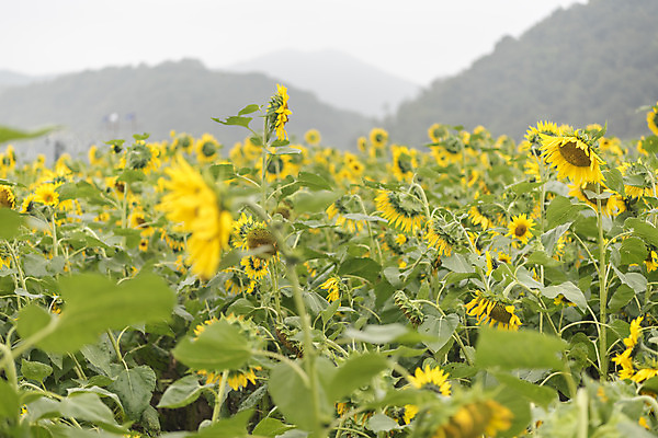 포토 JPG 주간 여유 여행 꽃밭 자연 해바라기 풍경 사람없음 야외 가을풍경 가을 감성 논산 국내포토 자연요소 계절 꽃 감정 컨셉 충청남도 생태계 파일형식 가을_계절
