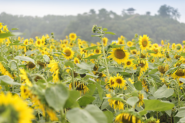 포토 JPG 주간 여유 여행 꽃밭 자연 해바라기 풍경 사람없음 야외 가을풍경 가을 감성 논산 국내포토 자연요소 계절 꽃 감정 컨셉 충청남도 생태계 파일형식 가을_계절