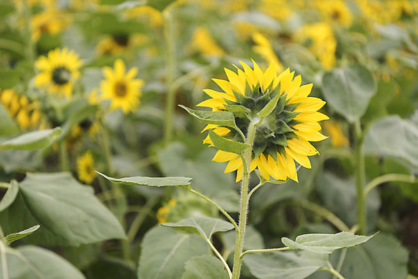 포토 JPG 주간 여유 여행 꽃밭 자연 해바라기 풍경 사람없음 야외 가을풍경 가을 감성 논산 국내포토 자연요소 계절 꽃 감정 컨셉 충청남도 생태계 파일형식 가을_계절