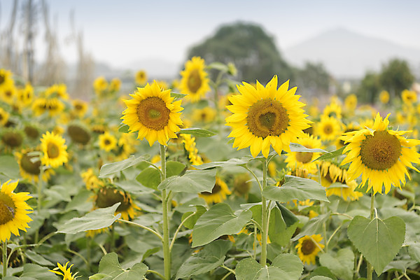 포토 JPG 주간 여유 여행 꽃밭 자연 해바라기 풍경 사람없음 야외 가을풍경 가을 감성 논산 국내포토 자연요소 계절 꽃 감정 컨셉 충청남도 생태계 파일형식 가을_계절