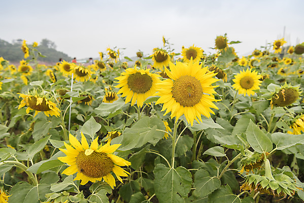 포토 JPG 주간 여유 여행 꽃밭 자연 해바라기 풍경 사람없음 야외 가을풍경 가을 감성 논산 국내포토 자연요소 계절 꽃 감정 컨셉 충청남도 생태계 파일형식 가을_계절