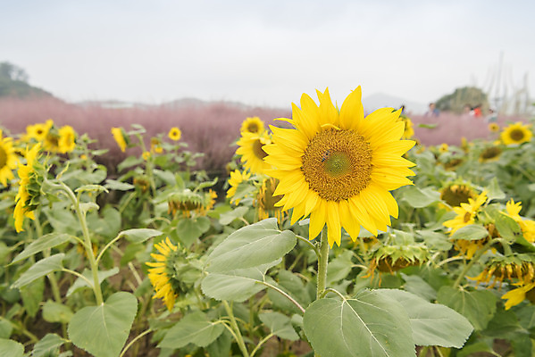 포토 JPG 주간 여유 여행 꽃밭 자연 해바라기 풍경 사람없음 야외 가을풍경 가을 감성 논산 핑크뮬리 국내포토 자연요소 식물 계절 꽃 감정 컨셉 충청남도 생태계 파일형식 가을_계절