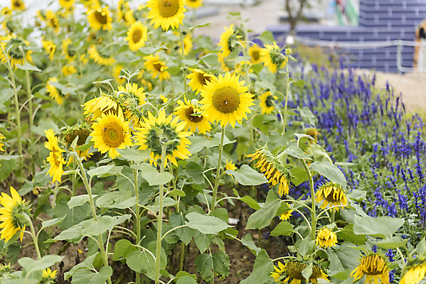 포토 JPG 주간 여유 여행 꽃밭 자연 해바라기 풍경 사람없음 야외 가을풍경 가을 감성 논산 국내포토 자연요소 계절 꽃 감정 컨셉 충청남도 생태계 파일형식 가을_계절